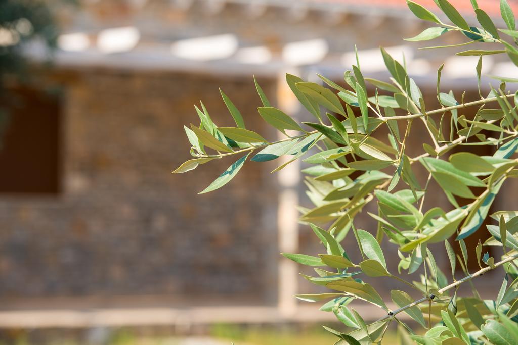 Olive Land Villas 利迈纳里亚 客房 照片