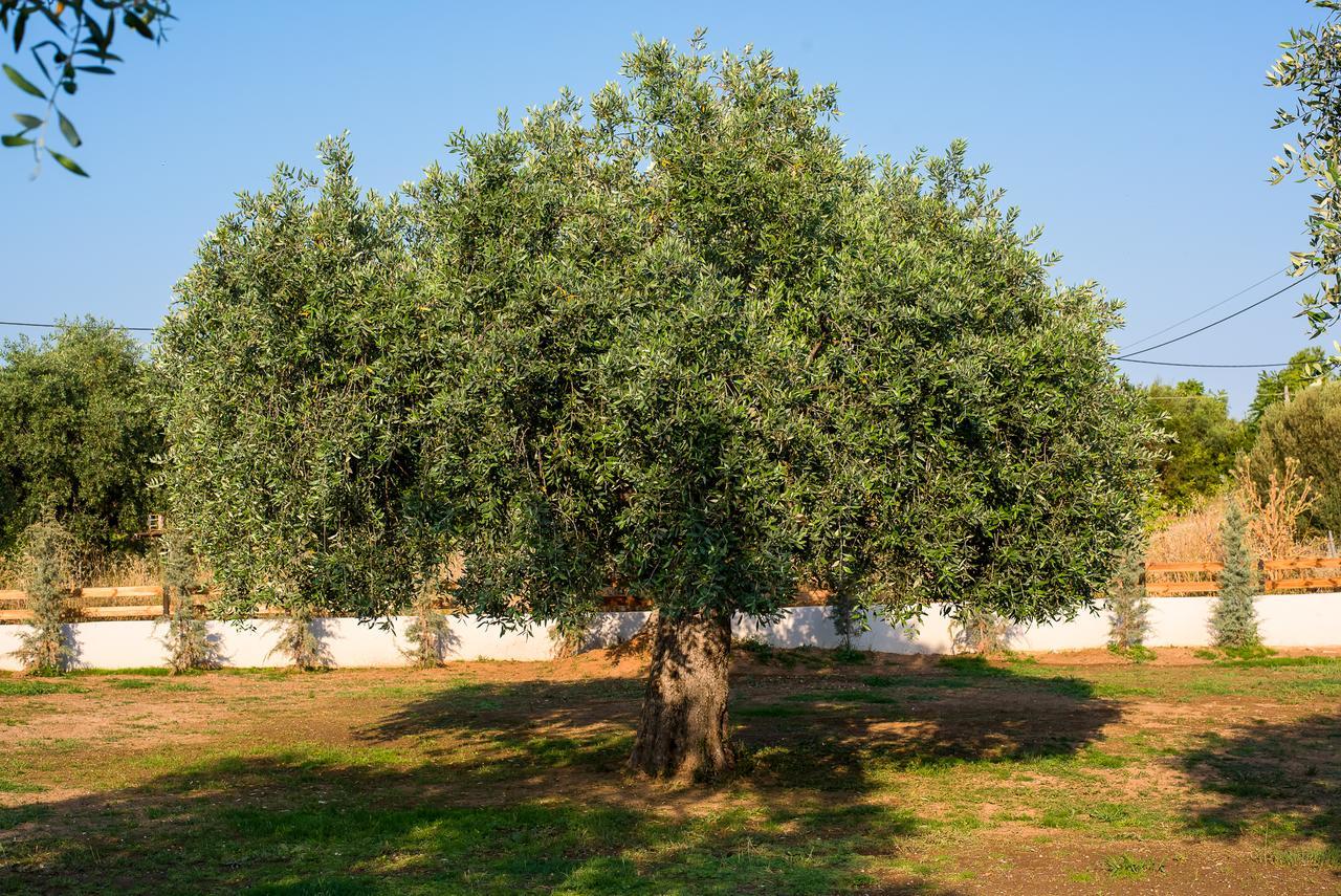 Olive Land Villas 利迈纳里亚 外观 照片